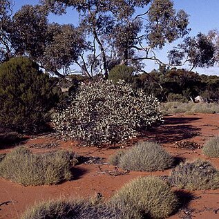 Eucalyptus pimpiniana unspecified picture