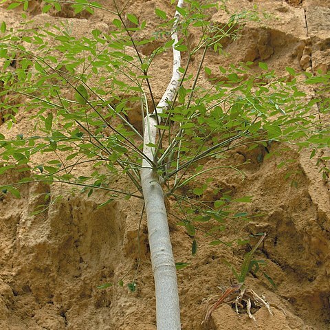 Moringa hildebrandtii unspecified picture