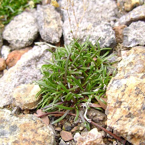 Minuartia groenlandica unspecified picture