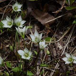 Gentianella grisebachii unspecified picture