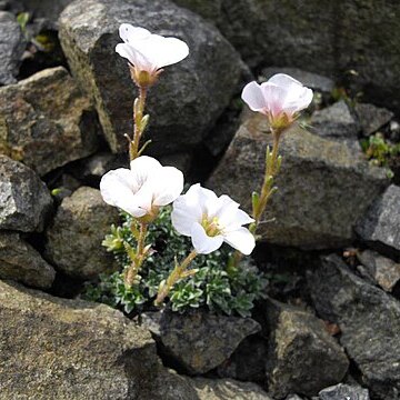 Saxifraga vandellii unspecified picture