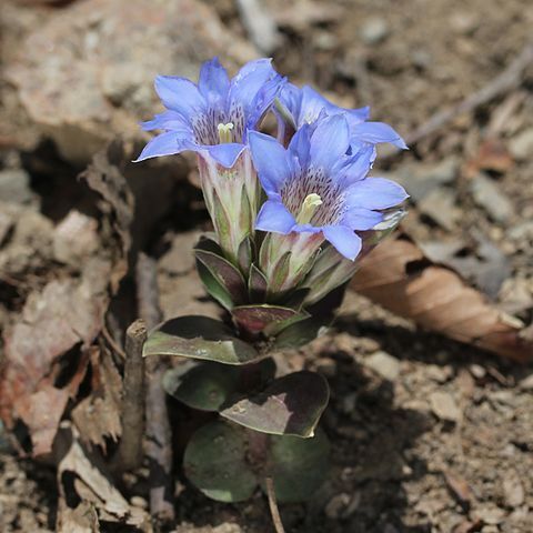 Gentiana zollingeri unspecified picture