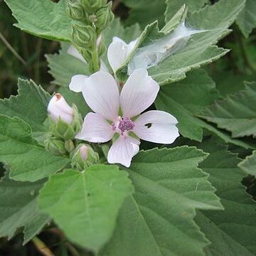 Althaea unspecified picture