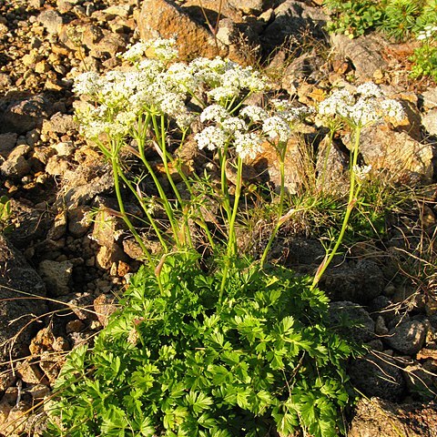 Tilingia ajanensis unspecified picture