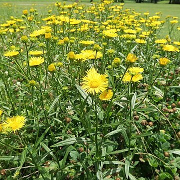 Inula linariifolia unspecified picture