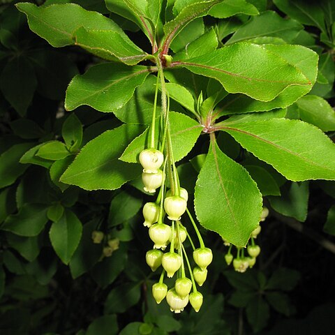 Enkianthus subsessilis unspecified picture