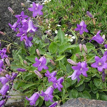 Campanula autraniana unspecified picture