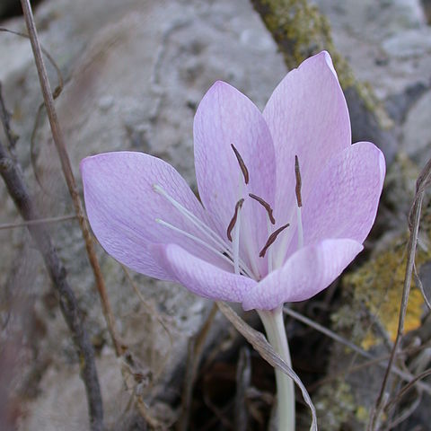 Colchicum feinbruniae unspecified picture