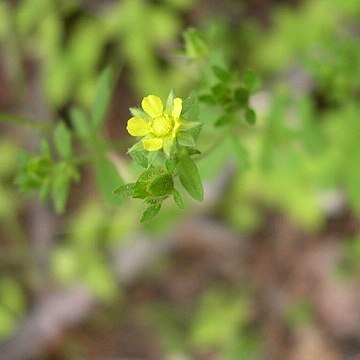 Potentilla biennis unspecified picture