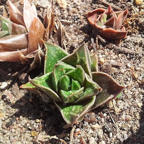 Haworthia zantneriana unspecified picture