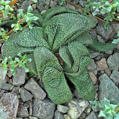 Gasteria nitida unspecified picture