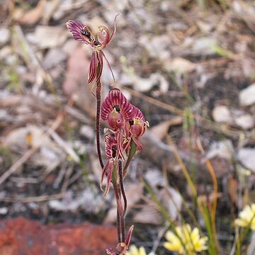 Caladenia cairnsiana unspecified picture