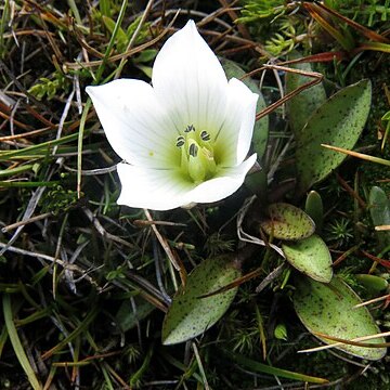 Gentianella amabilis unspecified picture