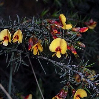 Pultenaea williamsoniana unspecified picture