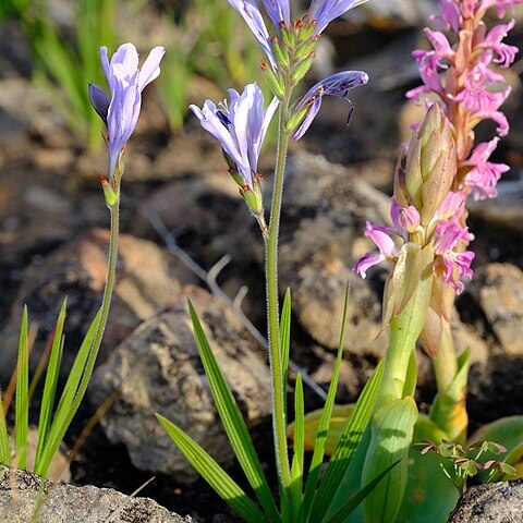 Babiana lineolata unspecified picture