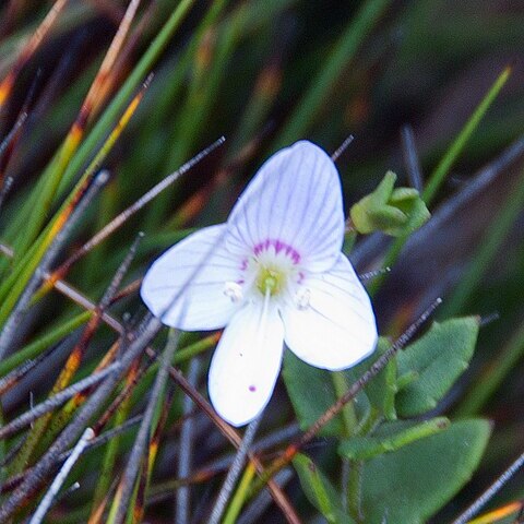 Veronica hillebrandii unspecified picture