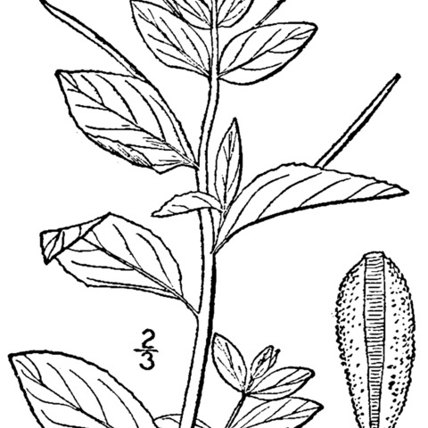 Epilobium hornemannii unspecified picture