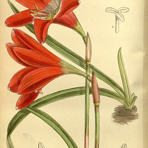 Zephyranthes cardinalis unspecified picture