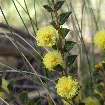 Acacia gunnii unspecified picture