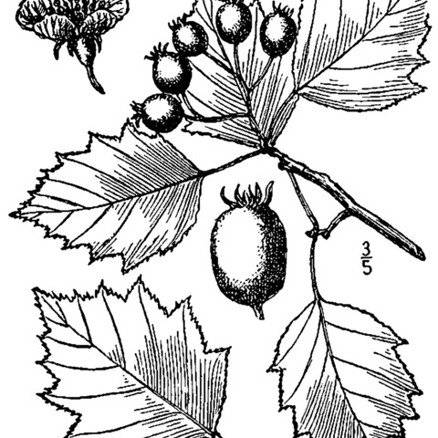 Crataegus macrosperma unspecified picture