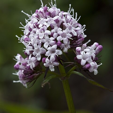 Valeriana capitata unspecified picture