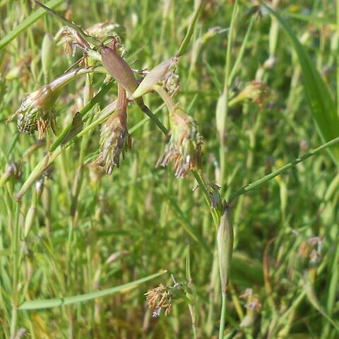 Cornucopiae cucullatum unspecified picture