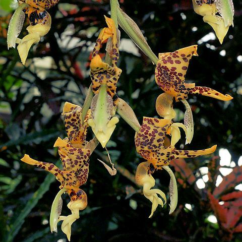 Stanhopea schilleriana unspecified picture