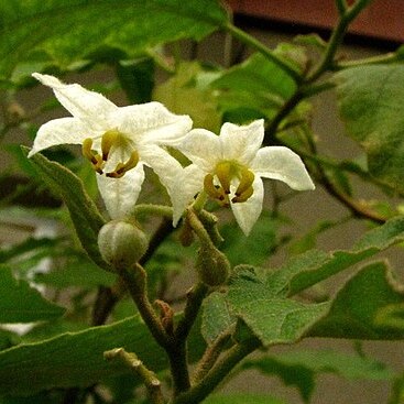 Solanum sandwicense unspecified picture