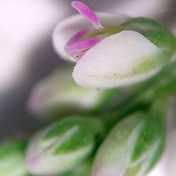 Polygala verticillata unspecified picture