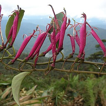 Siphocampylus scandens unspecified picture