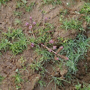 Rotala macrandra unspecified picture