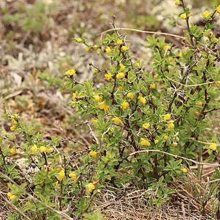 Berberis sibirica unspecified picture