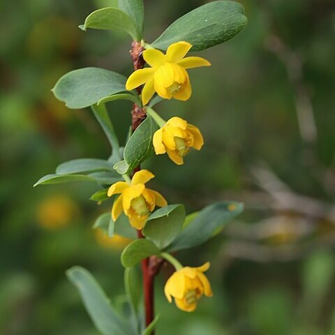 Berberis sibirica unspecified picture