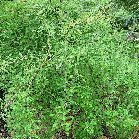 Caragana tibetica unspecified picture