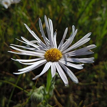 Erigeron caespitosus unspecified picture