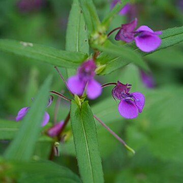 Impatiens tomentosa unspecified picture