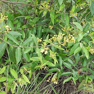 Banisteriopsis nummifera unspecified picture