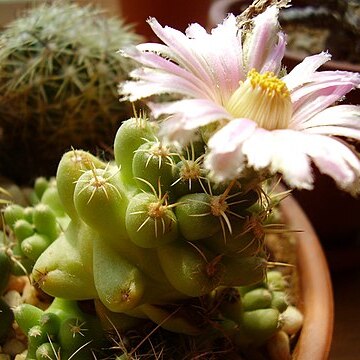 Coryphantha macromeris subsp. macromeris unspecified picture