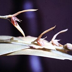 Pleurothallis lanceana unspecified picture