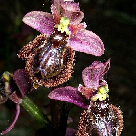 Ophrys x heraultii unspecified picture