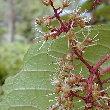 Perrottetia sandwicensis unspecified picture