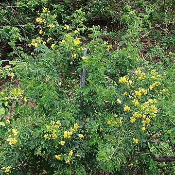 Senna pendula unspecified picture