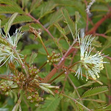 Desmanthus pernambucanus unspecified picture