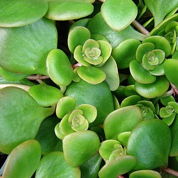 Sedum tetractinum unspecified picture