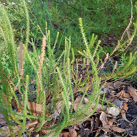 Darwinia whicherensis unspecified picture