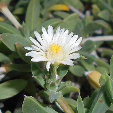 Delosperma litorale unspecified picture