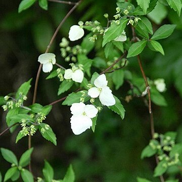 Hydrangea luteovenosa unspecified picture