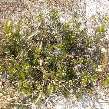 Serruria furcellata unspecified picture