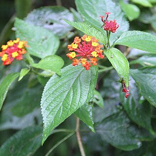 Lantana scabrida unspecified picture