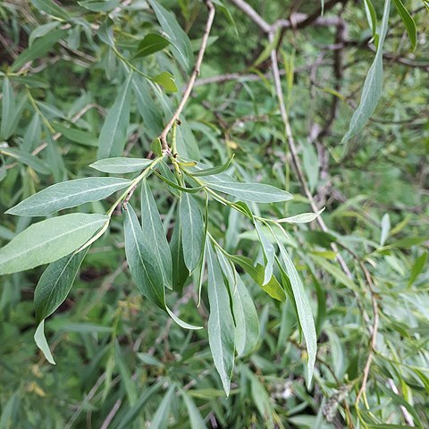 Salix vinogradovii unspecified picture